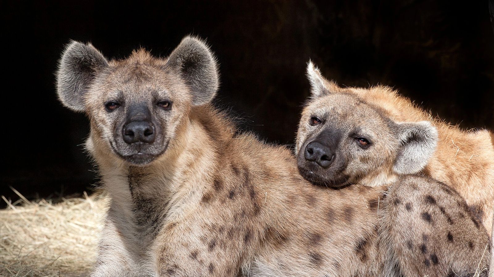 A spotted hyena in the wild, part of the wildlife the Foundation works to protect