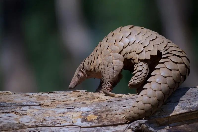 A pangolin - one of the world's most trafficked mammals and a symbol of the Foundation's conservation work